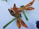 Picture of Orange -Stem Nymph Dragonfly