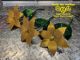 Picture of 6-Petal Christmas Gold 3 Pack Micro -25 Flower