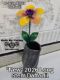 Picture of Purple Blast Daffodil Long Stem