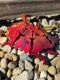 Picture of Critter Crab- Deep Red