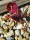 Picture of Critter Butterfly- Red