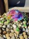 Picture of Critter Ladybug- Jawbreaker (Birthday Cake)