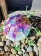 Picture of Critter Ladybug- Jawbreaker (Birthday Cake)